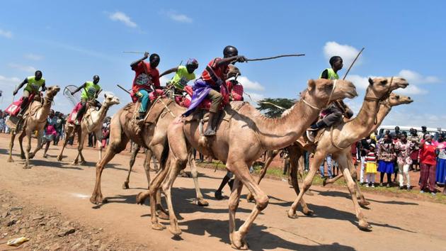 Participants attend a professional camel race during the 29th edition of the Maralal International Camel Derby at Maralal, Samburu County, Northern Kenya. (Andrew Kasuki / AFP) Participants attend a professional camel race during the 29th edition of the Maralal International Camel Derby at Maralal, Samburu County, Northern Kenya. (Andrew Kasuki / AFP)