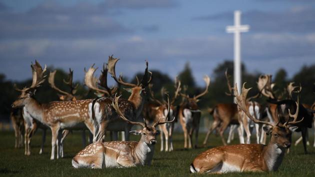 Deer rest in front of the Papal cross during sunny weather at the Phoenix Park in Dublin, Ireland. (Clodagh Kilcoyne / REUTERS) Deer rest in front of the Papal cross during sunny weather at the Phoenix Park in Dublin, Ireland. (Clodagh Kilcoyne / REUTERS)