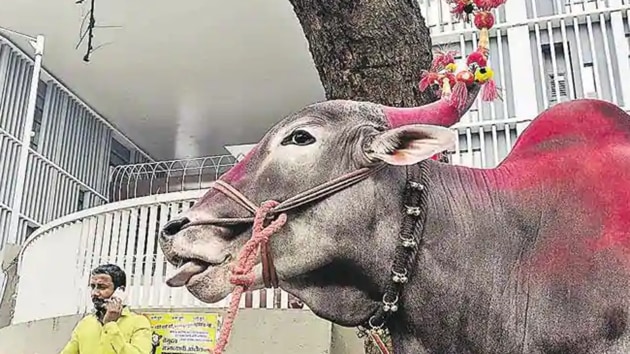 The two brothers were traced with the help of tag number on the bovine’s ear.(Ravindra Joshi/HT PHOTO) The two brothers were traced with the help of tag number on the bovine’s ear.(Ravindra Joshi/HT PHOTO)