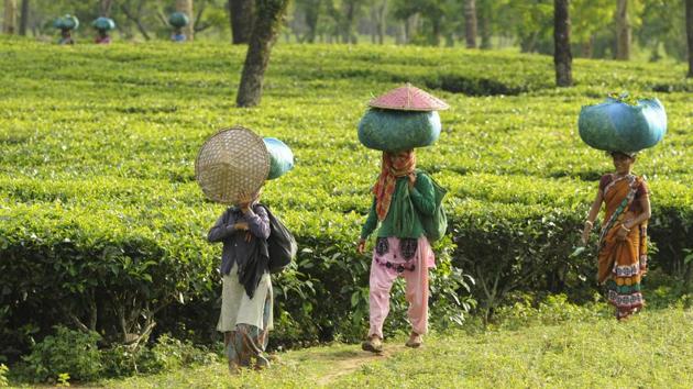 Tea garden workers at Dolu Tea garden in Barkhola of Barak region. Laskar’s father has been a legislator in the Assam assembly. Some in his family have not been included in the NRC. “Barak Bengalis”, he says, “have been here as part of undivided Sylhet. Bengalis have been in Assam since the 5th century. And they are calling us foreigners!” (Samir Jana / HT Photo) Tea garden workers at Dolu Tea garden in Barkhola of Barak region. Laskar’s father has been a legislator in the Assam assembly. Some in his family have not been included in the NRC. “Barak Bengalis”, he says, “have been here as part of undivided Sylhet. Bengalis have been in Assam since the 5th century. And they are calling us foreigners!” (Samir Jana / HT Photo)