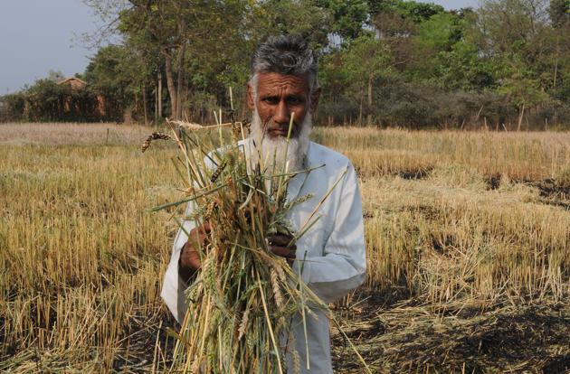 A farmer stands helplessly in the middle of his field staring at the crop that has been burnt by the government officers, in Kolkata, March 2017.(Subhankar Chakraborty/HT PHOTO)