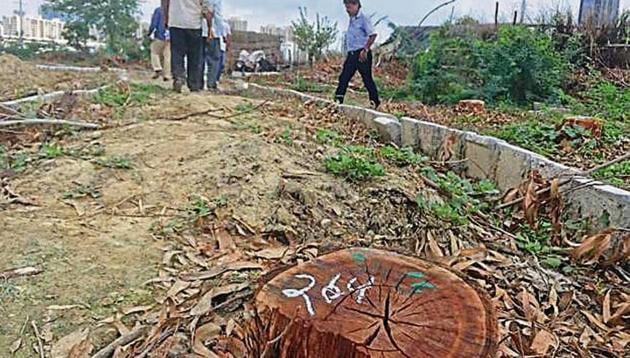 The department has counted six trees (other than eucalyptus) that were felled without permission.(HT File Photo)