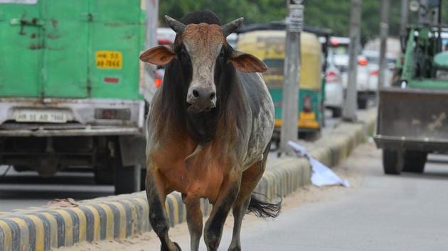 When the MLA was exchanging pleasantries with locals, a loud noise disturbed one of the bulls which went berserk forcing the crowd to rush to safety.(HT Photo/Representative Image)