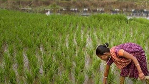 The government sets MSPs for 24 crops that are meant to act as a profitable, base price. However, over the past two years, market prices have trended well below these benchmark thresholds in many crops — the root cause of farm distress. (AP File Photo) The government sets MSPs for 24 crops that are meant to act as a profitable, base price. However, over the past two years, market prices have trended well below these benchmark thresholds in many crops — the root cause of farm distress. (AP File Photo)