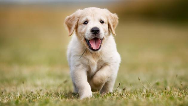 Pet shops have been accused of violating the Wildlife Protection Act, 1972 by selling prohibited animals. (Getty Images/iStockphoto) Pet shops have been accused of violating the Wildlife Protection Act, 1972 by selling prohibited animals. (Getty Images/iStockphoto)