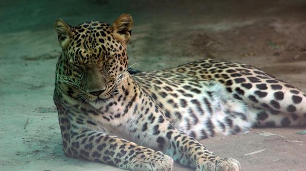 The Raipur zoo’s response is that the leopards are the same, but they were just marked with the wrong microchips.(HT/Picture for representation)