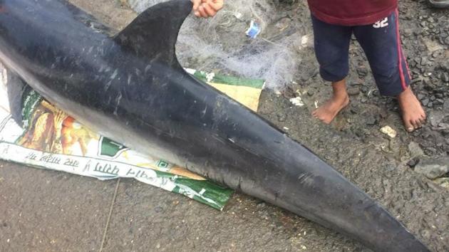 The dolphin had injuries near its mouth and tail fin.(Dhiraj Parab/ HT Photo) The dolphin had injuries near its mouth and tail fin.(Dhiraj Parab/ HT Photo)
