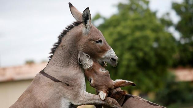 Donkeys, used to collect garbage, interact as they graze at a pasture. “The garbage piles up so much that you find it in the roads and when it rains, the water stagnates,” he said. “Without sanitation, you can’t have good health.” (Luc Gnago / REUTERS) 