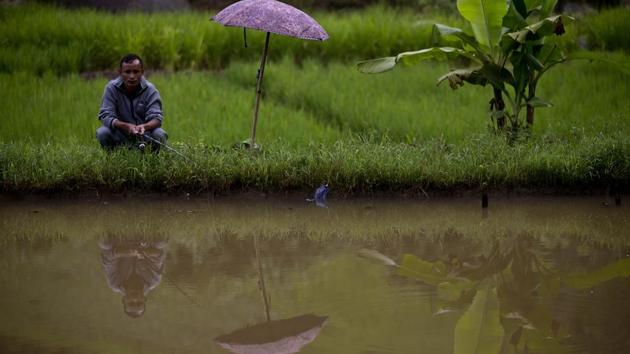 A Khasi tribal man catches fish by a paddy field in a village along the Assam-Meghalaya state border on September 11, 2018. (Anupam Nath / AP) 