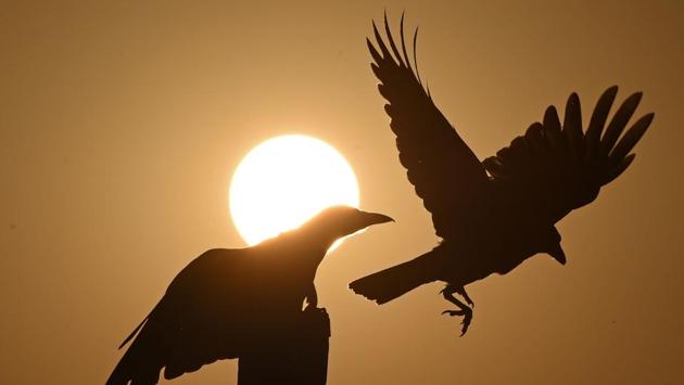 Crows are silhouetted during a sunset on Dal lake in Srinagar, Jamu and Kashmir on September 12, 2018. (Tauseef Mustafa / AFP) 