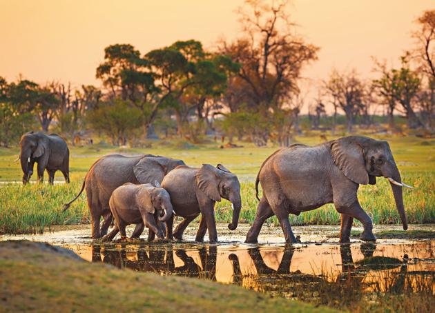 Elephants gather every morning and evening at the watering hole in Botswana(Shutterstock)