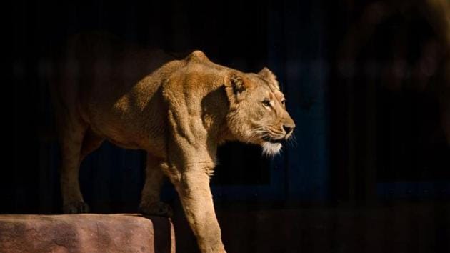 In August 2017, an Asiatic lioness, Tejika, gave birth to three cubs — Tara, Tripura and Tejas — in the park. (AFP/Picture for representation) In August 2017, an Asiatic lioness, Tejika, gave birth to three cubs — Tara, Tripura and Tejas — in the park. (AFP/Picture for representation)