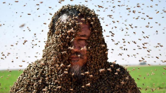 A Saudi man with his body covered with bees poses for a picture in Tabuk, Saudi Arabia. (Mohamed Al Hwaity / REUTERS)