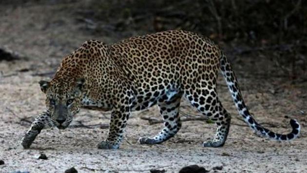 It was the fifth leopard attack in the area since May.(Picture for representation) It was the fifth leopard attack in the area since May.(Picture for representation)