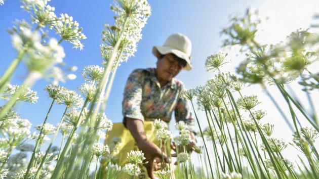 A farmer picks leek flowers in a field during harvest season in Liaocheng in China’s eastern Shandong province. (AFP)