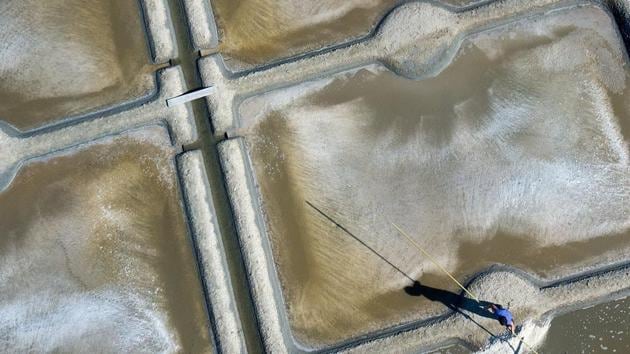 An aerial picture shows a salt worker harvesting salt in Guerande, western France. (Loic Venance / AFP)