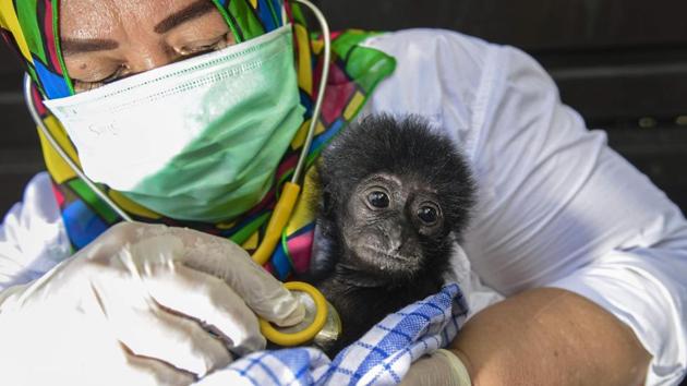 A veterinarian tends to a rescued baby black gibbon (symphalangus syndactylus) at a local nature conservation agency's office in Banda Aceh, Aceh province, Indonesia. Siamangs are listed as ‘endangered’ in the International Union for Conservation of Nature (IUCN) Red List. (Chaideer Mahyuddin / AFP)