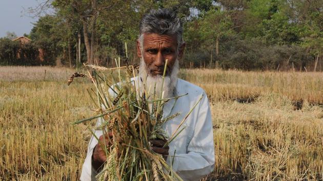 Farmers pay between 1.5 and 2% of the total premium. The rest is shared 50-50 between the Centre and states.(HT File Photo)