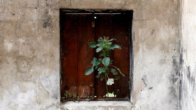 A plant grows through the window of a health clinic destroyed by fighting in Wau Shilluk. When Pakuang visited his village to look for his house in May last year, he was happy to see that it had not been wrecked in the crossfire - but surprised to find it occupied. He asked the squatters to take care of his home until he feels safe enough to resume his old life. (Baz Ratner / REUTERS) A plant grows through the window of a health clinic destroyed by fighting in Wau Shilluk. When Pakuang visited his village to look for his house in May last year, he was happy to see that it had not been wrecked in the crossfire - but surprised to find it occupied. He asked the squatters to take care of his home until he feels safe enough to resume his old life. (Baz Ratner / REUTERS)
