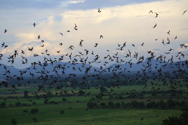 Wrinkle-lipped Free-tailed bats swarm over rice fields in central Thailand to prey on insect pests.(Pachara Promnopwong)