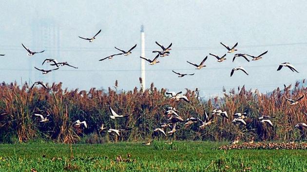 Migratory birds at a wetland in Noida.(HT File Photo)