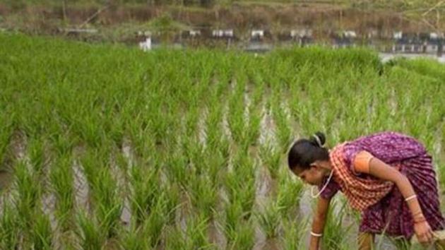 It will still be difficult to suddenly globalise India’s agriculture, analysts say. (AP File Photo) It will still be difficult to suddenly globalise India’s agriculture, analysts say. (AP File Photo)