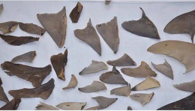 Authorities seized 8,000 kg of shark fins in the first week of September.(ANI/TWITTER)