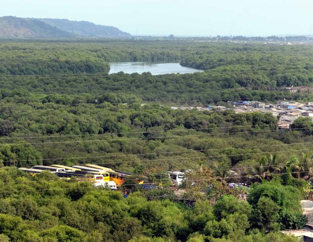 This order strengthens mangrove protection in Maharashtra, said experts. (HT file) This order strengthens mangrove protection in Maharashtra, said experts. (HT file)