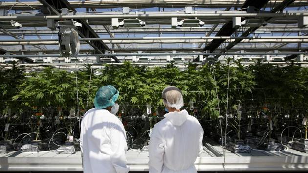 Employees inspect cannabis plants at the CannTrust Holdings Inc. Niagara Perpetual Harvest facility in Pelham, Ontario, Canada. (Bloomberg) Employees inspect cannabis plants at the CannTrust Holdings Inc. Niagara Perpetual Harvest facility in Pelham, Ontario, Canada. (Bloomberg)