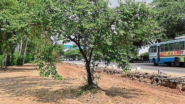 The stretch near Singhu Border where road widening has begun. The forest dept says 400 trees have been cut here. NHAI has denied the allegations.(HT Photo)