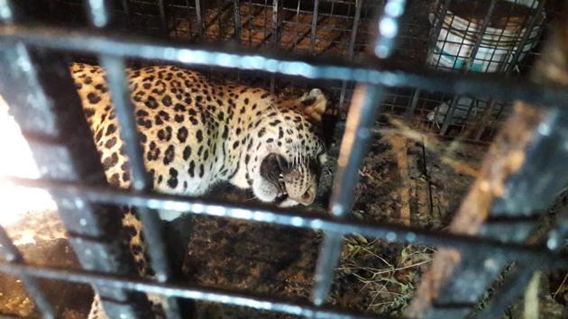 The leopard is currently under observation at the Hisar park. (HT PHOTO) The leopard is currently under observation at the Hisar park. (HT PHOTO)