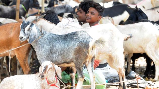 TAKE YOUR PICK Goats flaunting names of Bollywood actors and popular films, such as Sultan, Salman, Rustam, Sharukh, etc. have flooded the capital markets ahead of Eid-ul-Azha festival, also known as Bakrid, in Patna on Saturday. Parwaz Khan/HT Photo(Parwaz Khan /HT PHOTO)
