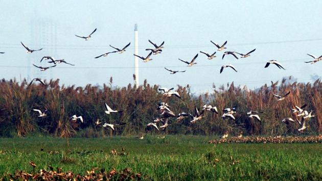 Activist Vikrant Tongad had filed the case in the NGT, and had marked six areas near the Surajpur wetland, claiming that these were part of the wetland’s connection channel.(HT Photo)