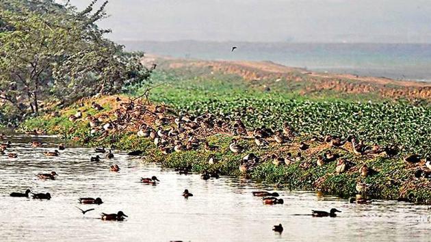 Basai is a hot spot on the Central Asian Flyway — a route taken by migratory birds travelling from Europe to Asia during the winter.(HT ARCHIVE)