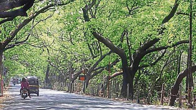 Wildlife biologists have documented a large biodiversity at Aarey. (HT PHOTO) Wildlife biologists have documented a large biodiversity at Aarey. (HT PHOTO)