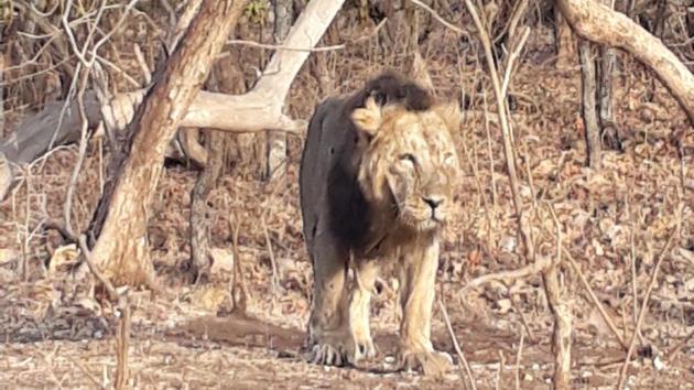 The carcasses of 11 lions were found in Gujarat’s Gir forest, prompting the state government to order an inquiry, officials said Thursday. Additional chief secretary of the Forest and Environment Department Dr Rajiv Kumar Gupta said the state government has ordered an inquiry which would be conducted by the principal chief conservator of forest (wildllife). (HT Archive) The carcasses of 11 lions were found in Gujarat’s Gir forest, prompting the state government to order an inquiry, officials said Thursday. Additional chief secretary of the Forest and Environment Department Dr Rajiv Kumar Gupta said the state government has ordered an inquiry which would be conducted by the principal chief conservator of forest (wildllife). (HT Archive)