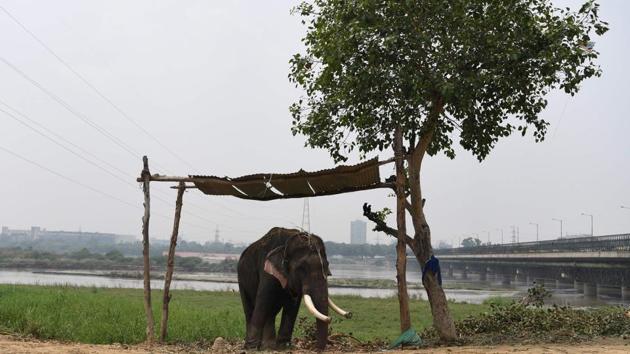 After years of pressure from activists who accuse their owners of flouting wildlife regulations by keeping them in a city, authorities have ordered the seizure of Delhi’s last six elephants. They plan to move Heera along with Dharamvati, Laxmi, Gangaram, Moti and Chandni -- out of the smoggy capital, but warn it could take months to find a new home for them. (Sajjad Hussain / AFP) After years of pressure from activists who accuse their owners of flouting wildlife regulations by keeping them in a city, authorities have ordered the seizure of Delhi’s last six elephants. They plan to move Heera along with Dharamvati, Laxmi, Gangaram, Moti and Chandni -- out of the smoggy capital, but warn it could take months to find a new home for them. (Sajjad Hussain / AFP)