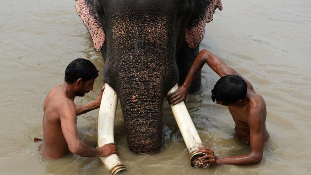 Officials hope to find a new home resembling the luxuriant farm belonging to consumer goods tycoon Vivek Chand Burman where a seventh, female street elephant was recently taken. She has her own mud pool and quarters complete with fans and sprinklers, a world away from her poorer relatives who wade in the polluted Yamuna. (Sajjad Hussain / AFP) Officials hope to find a new home resembling the luxuriant farm belonging to consumer goods tycoon Vivek Chand Burman where a seventh, female street elephant was recently taken. She has her own mud pool and quarters complete with fans and sprinklers, a world away from her poorer relatives who wade in the polluted Yamuna. (Sajjad Hussain / AFP)