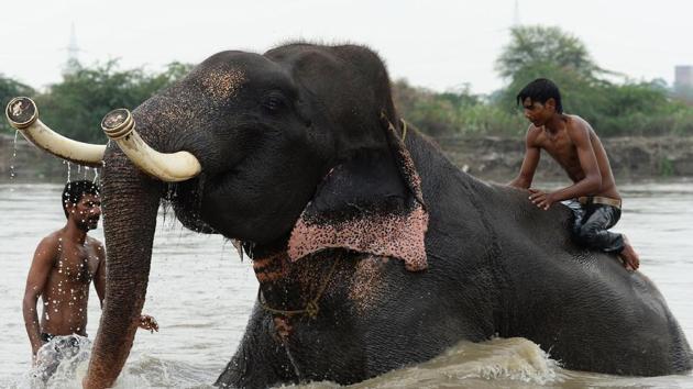 Mahouts bathe an elephant in the Yamuna. Fifty years ago Delhi housed more than 200 elephants, covered in garlands and carrying grooms to weddings, or being sought by the faithful for blessings at temples. But now the city -- overcome by cars, a population of 20 million and choking on pollution -- is no longer a suitable home, with Heera and his five companions the last elephants to live here. (Sajjad Hussain / AFP) Mahouts bathe an elephant in the Yamuna. Fifty years ago Delhi housed more than 200 elephants, covered in garlands and carrying grooms to weddings, or being sought by the faithful for blessings at temples. But now the city -- overcome by cars, a population of 20 million and choking on pollution -- is no longer a suitable home, with Heera and his five companions the last elephants to live here. (Sajjad Hussain / AFP)