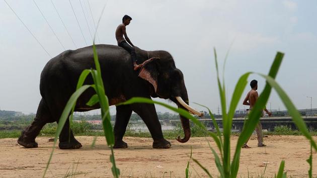 Mahouts with an elephant near the Yamuna River in New Delhi. “They are kept away from their natural habitat,” a senior Forest Department official said, highlighting “reports of insufficient food, water, shelter and veterinary care, all which could expose them to disease”. Media reports say authorities are struggling to relocate the elephants because four are sick. (Sajjad Hussain / AFP) Mahouts with an elephant near the Yamuna River in New Delhi. “They are kept away from their natural habitat,” a senior Forest Department official said, highlighting “reports of insufficient food, water, shelter and veterinary care, all which could expose them to disease”. Media reports say authorities are struggling to relocate the elephants because four are sick. (Sajjad Hussain / AFP)