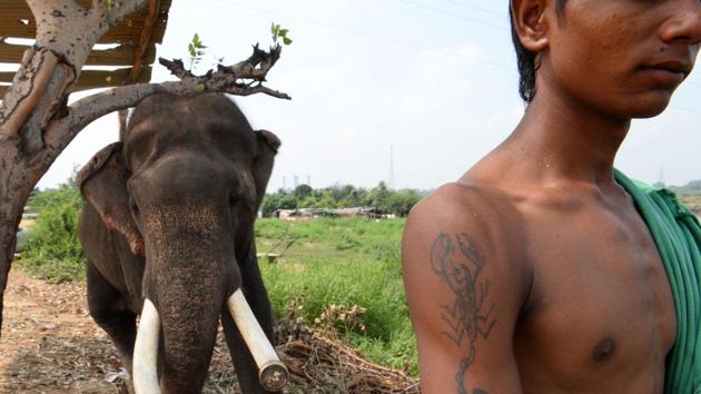 A mahout and his elephant on the banks of the Yamuna. Heera’s keeper Mukesh Yadav has been looking after elephants since he was a child. “I was so in love with elephants that I even decided not to marry. I felt that I must dedicate my life to the service of this holy animal,” he said. (Sajjad Hussain / AFP) A mahout and his elephant on the banks of the Yamuna. Heera’s keeper Mukesh Yadav has been looking after elephants since he was a child. “I was so in love with elephants that I even decided not to marry. I felt that I must dedicate my life to the service of this holy animal,” he said. (Sajjad Hussain / AFP)
