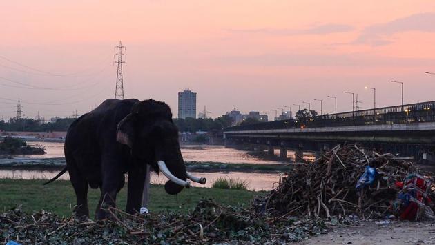 Activists counter that such claims mask commercial exploitation. Kartick Satyanarayan, co-founder of Wildlife SOS, said the elephants had spent most of their lives in deplorable conditions and must be taken back to the forests. “What would you choose, the joy of seeing an elephant rolling in the mud and walking the jungles, or seeing an abused and captive creature on the streets of Delhi outside a temple or a circus?” (Sajjad Hussain / AFP) Activists counter that such claims mask commercial exploitation. Kartick Satyanarayan, co-founder of Wildlife SOS, said the elephants had spent most of their lives in deplorable conditions and must be taken back to the forests. “What would you choose, the joy of seeing an elephant rolling in the mud and walking the jungles, or seeing an abused and captive creature on the streets of Delhi outside a temple or a circus?” (Sajjad Hussain / AFP)