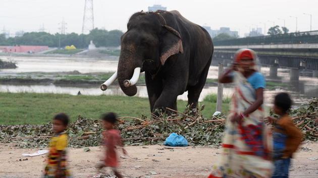 But while animal rights campaigners welcome the move, it is a difficult moment for their owners -- who deny any neglect. Mehboob Ali likened it to snatching a legacy passed on by his ancestors. “My family has been keeping elephants for six generations,” he said. “They are like our family and have been with us through thick and thin. We cannot live without each other.” (Sajjad Hussain / AFP) But while animal rights campaigners welcome the move, it is a difficult moment for their owners -- who deny any neglect. Mehboob Ali likened it to snatching a legacy passed on by his ancestors. “My family has been keeping elephants for six generations,” he said. “They are like our family and have been with us through thick and thin. We cannot live without each other.” (Sajjad Hussain / AFP)