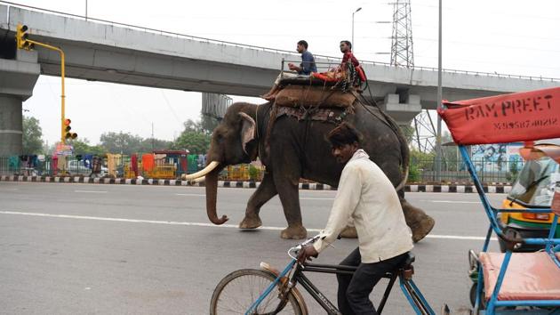 Yadav bemoaned the loss of traditions that once allowed elephant keepers like him to work freely across the country. “Earlier, people had a genuine fondness for these animals. A single village could have up to 20 elephants. We used to take a parade to graze in the fields and leave them to roam in the jungles... And now the government comes to us claiming that they are their property?” he said angrily. (Sajjad Hussain / AFP) Yadav bemoaned the loss of traditions that once allowed elephant keepers like him to work freely across the country. “Earlier, people had a genuine fondness for these animals. A single village could have up to 20 elephants. We used to take a parade to graze in the fields and leave them to roam in the jungles... And now the government comes to us claiming that they are their property?” he said angrily. (Sajjad Hussain / AFP)