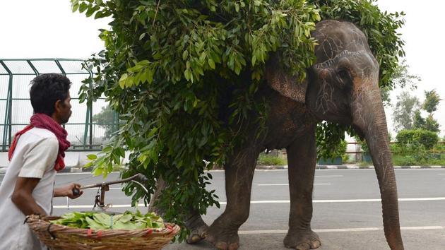 An elephant laden with vegetation walks on a road in New Delhi. Mehboob Ali is infuriated by constant inspections of his elephants, which he believes are being done under pressure from activists. He claimed that he has been harassed on several occasions by animal welfare groups. “They are behaving as if we have stolen these elephants whereas they belong to us,” he said. (Sajjad Hussain / AFP) An elephant laden with vegetation walks on a road in New Delhi. Mehboob Ali is infuriated by constant inspections of his elephants, which he believes are being done under pressure from activists. He claimed that he has been harassed on several occasions by animal welfare groups. “They are behaving as if we have stolen these elephants whereas they belong to us,” he said. (Sajjad Hussain / AFP)