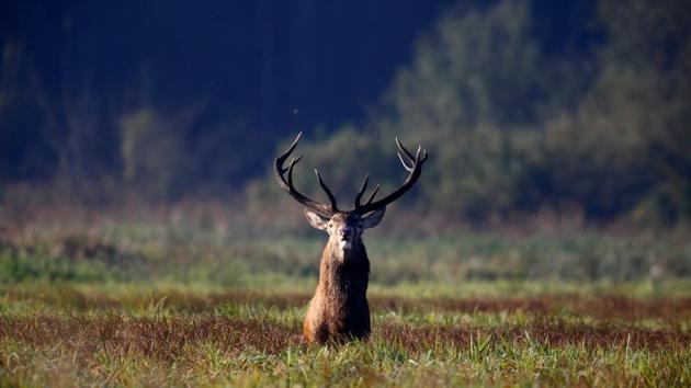 A male deer stands in a field in Republican landscape reserve “Nalibotsky” near the village of Kozliki, Belarus. (Vasily Fedosenko / REUTERS)