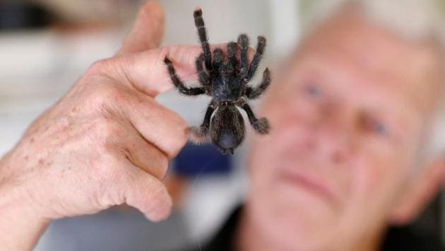 Gillet looks at a tarantula in his house. He said that he has all the necessary permits to keep and transport the animals for roadshows which he runs to raise awareness about reptiles. (Stephane Mahe / REUTERS) Gillet looks at a tarantula in his house. He said that he has all the necessary permits to keep and transport the animals for roadshows which he runs to raise awareness about reptiles. (Stephane Mahe / REUTERS)