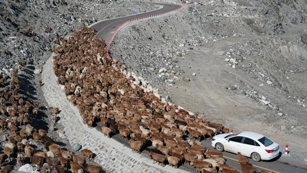 Sheep throng a road near a Koktokay mine pit during seasonal migration in Altay Prefecture, Xinjiang Autonomous Region, China. (REUTERS)