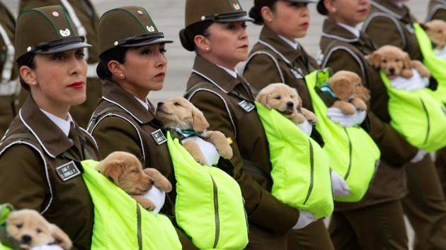 Chilean female police officers march with puppies, future police dogs, during the celebration parade of Chile’s 208th Independence anniversary, in Santiago. (Claudio Reyes / AFP)