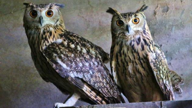 The owl parents who ate their first-born chick at Chhatbir Zoo (SHIVJOT SINGH BHULLAR) The owl parents who ate their first-born chick at Chhatbir Zoo (SHIVJOT SINGH BHULLAR)